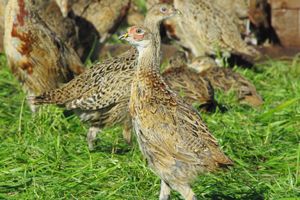 Heart of England Farms - Breeders of Quality Game Stock